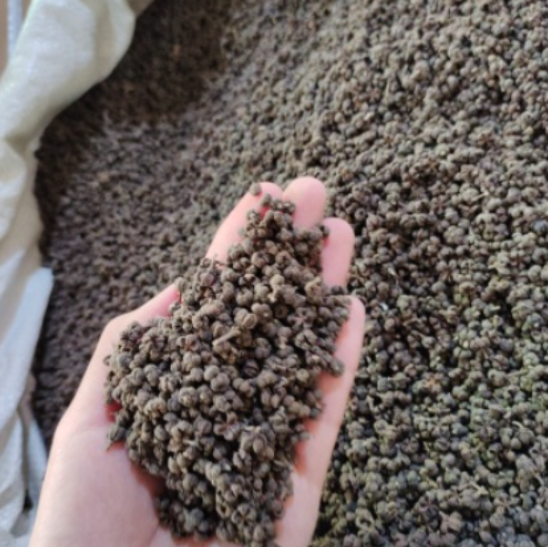 批发吴茱萸
