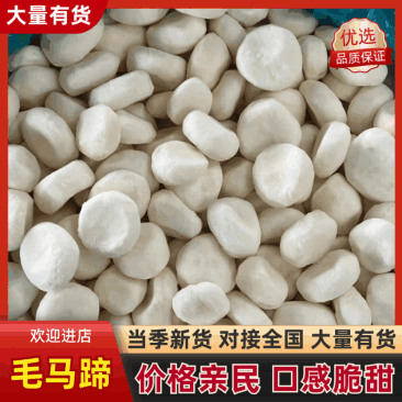【毛马蹄】新鲜马蹄/荸荠特大果/当季即食清甜多汁/便宜