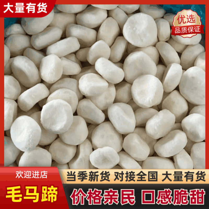 【毛马蹄】新鲜马蹄/荸荠特大果/当季即食清甜多汁/便宜