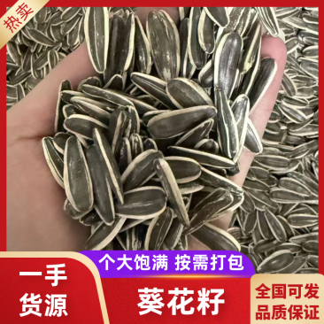 【实力】朔州市葵花籽(田葵一号)颗颗饱满品质保证质优