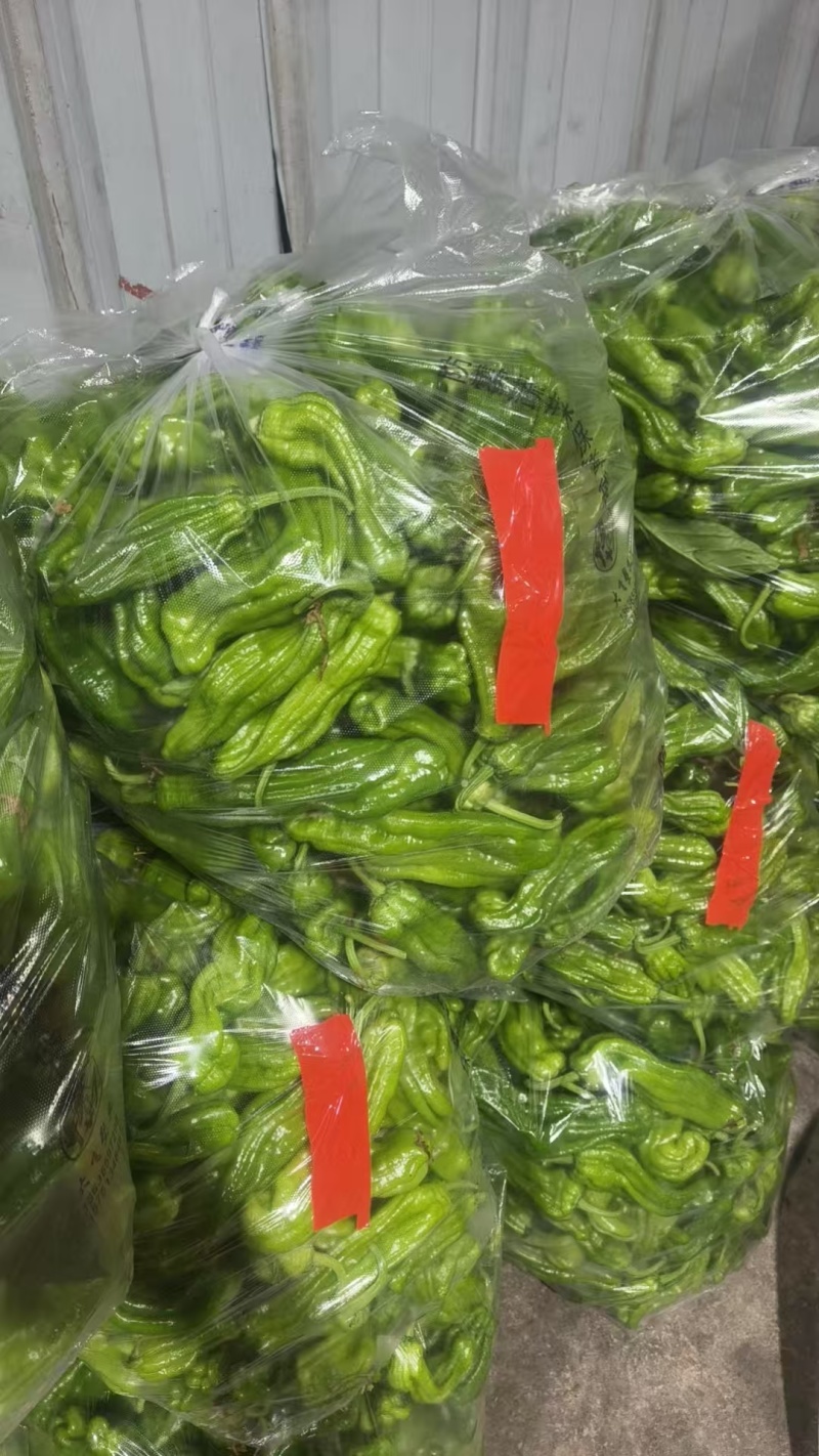 薄皮青椒【薄皮椒】江苏基地，可发往全国市场！