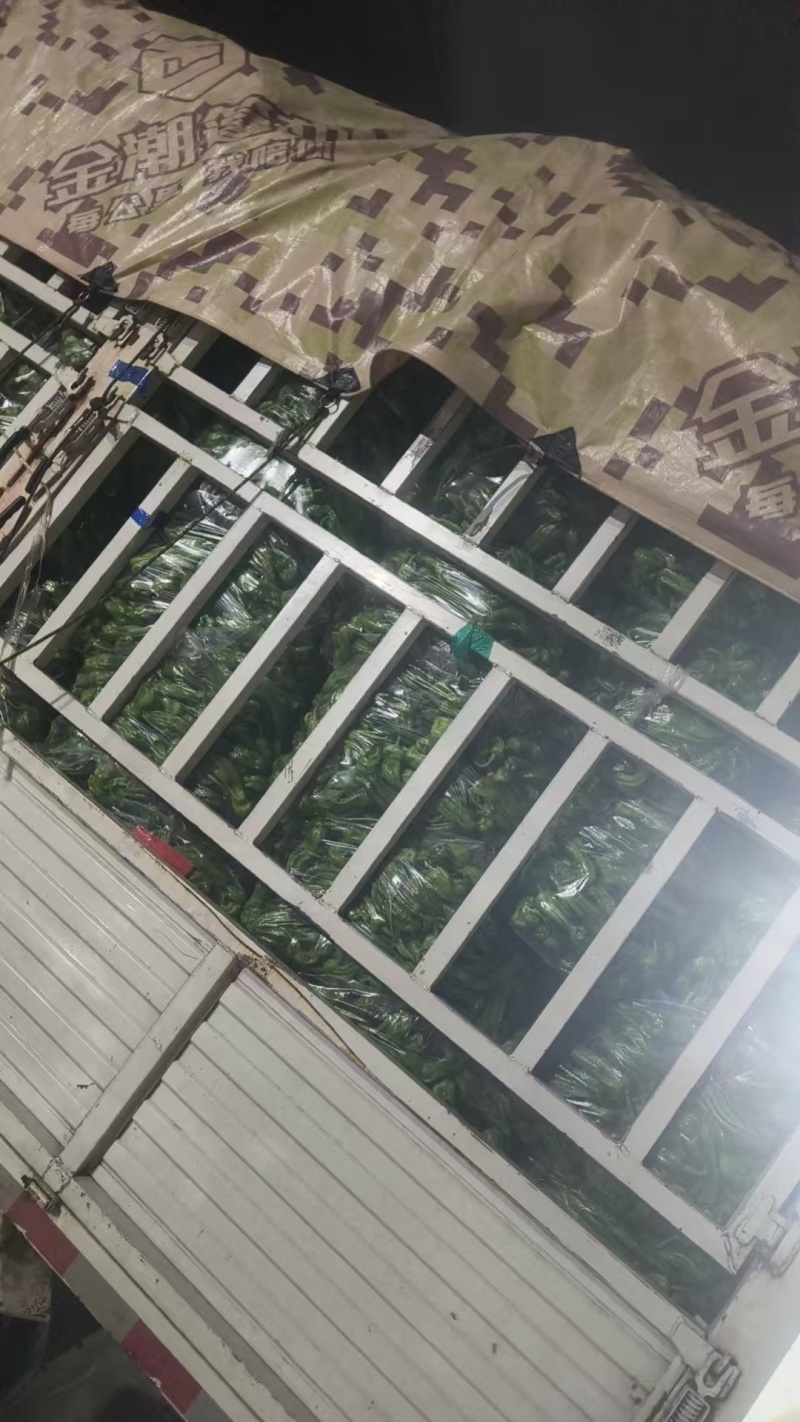 薄皮青椒【薄皮椒】江苏基地，可发往全国市场！