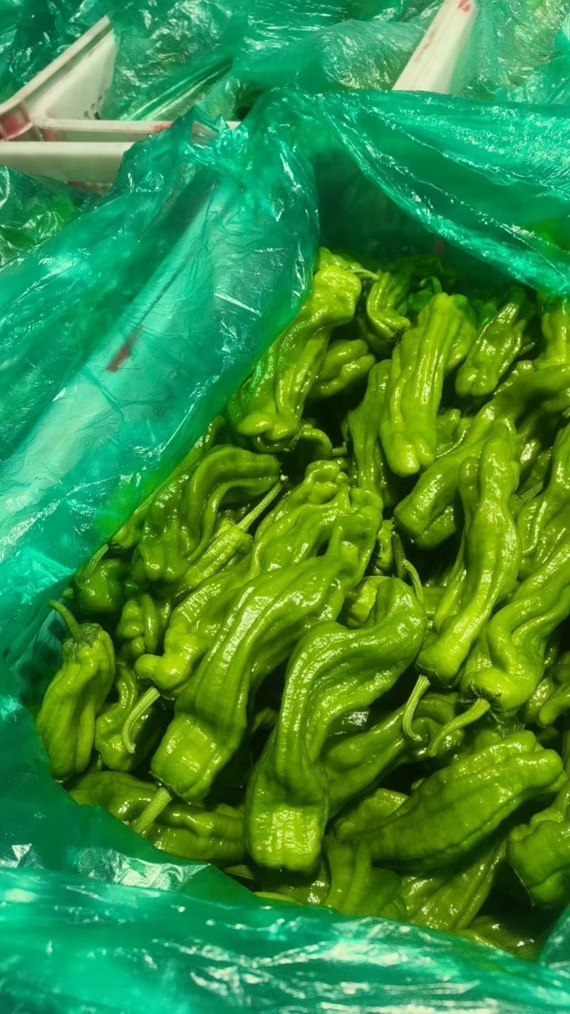 薄皮青椒【薄皮椒】江苏基地，可发往全国市场！