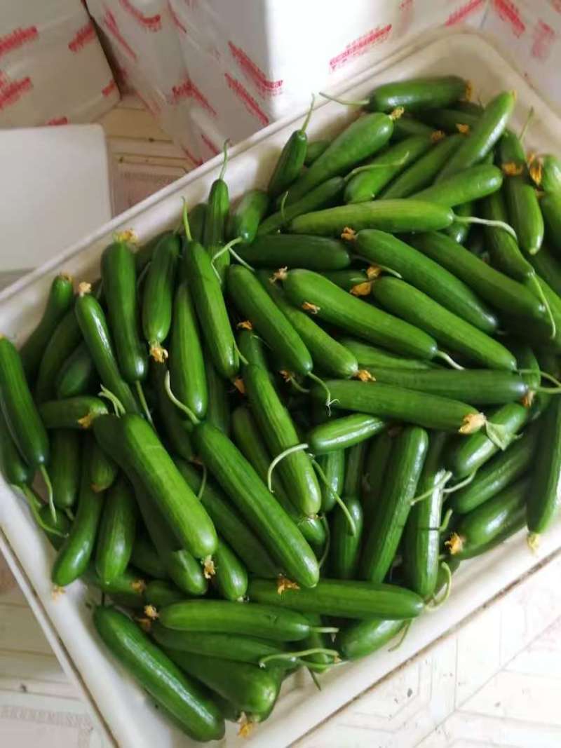周口鹿邑小黄瓜水果黄瓜品质保证一手货源欢迎联系