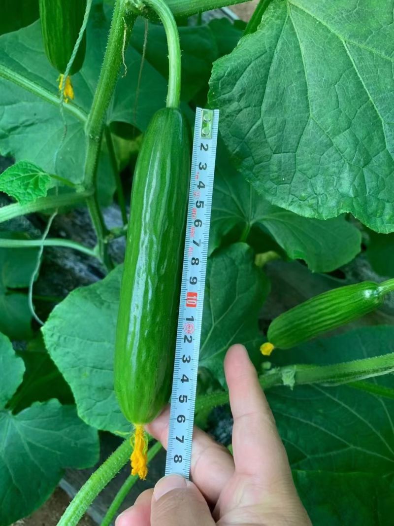 周口鹿邑小黄瓜水果黄瓜品质保证一手货源欢迎联系
