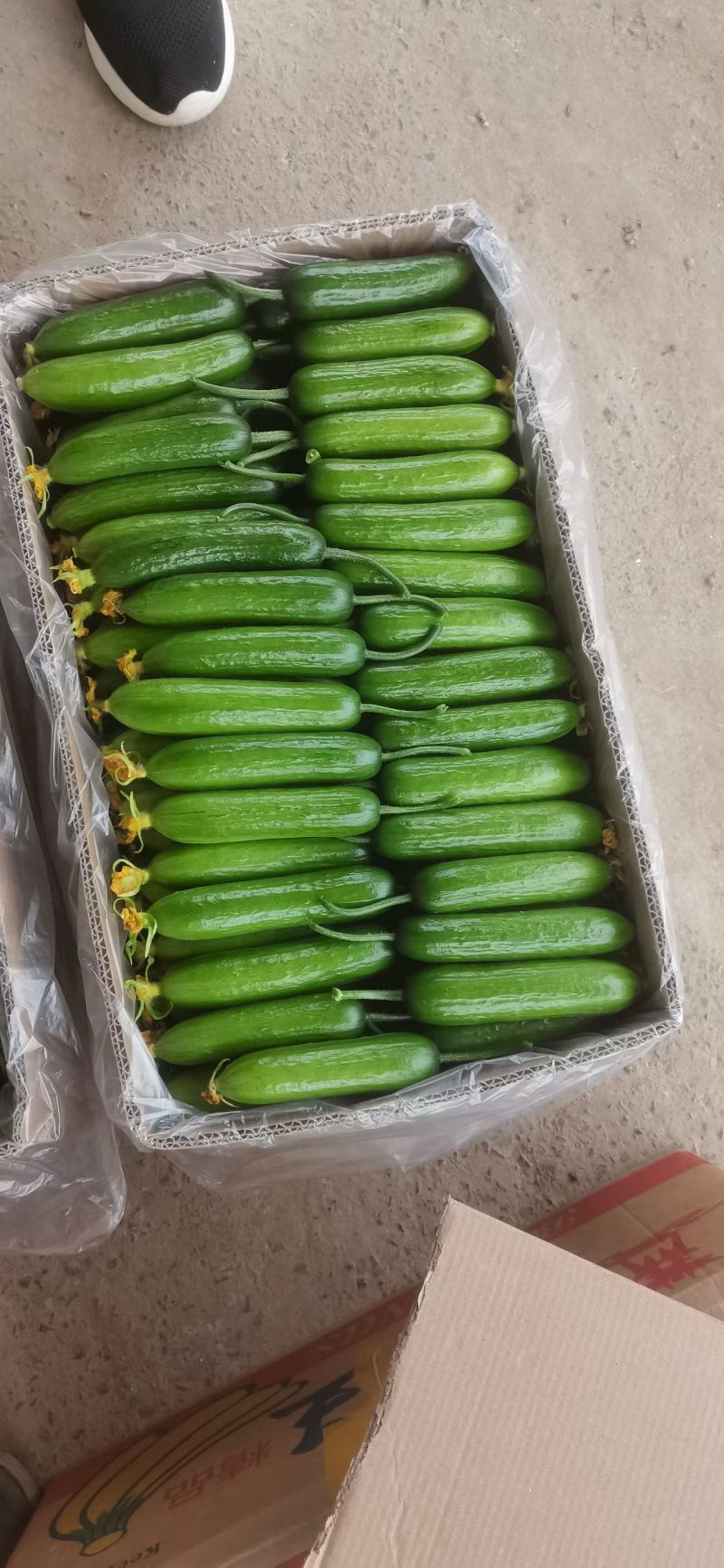 周口鹿邑小黄瓜水果黄瓜品质保证一手货源欢迎联系