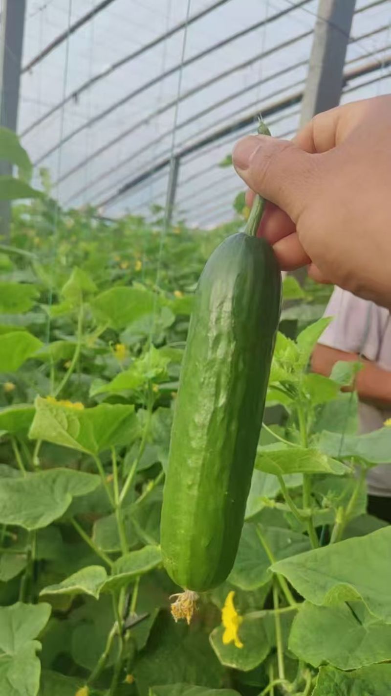 周口鹿邑小黄瓜水果黄瓜品质保证一手货源欢迎联系