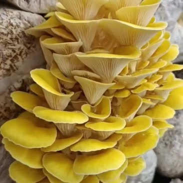 优质榆黄蘑菌包/鸡油菌菌包/方舱出菇包