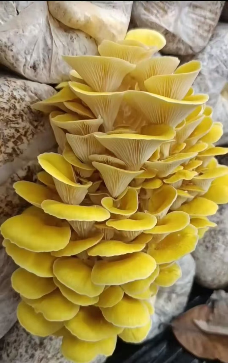 优质榆黄蘑菌包/鸡油菌菌包/方舱出菇包