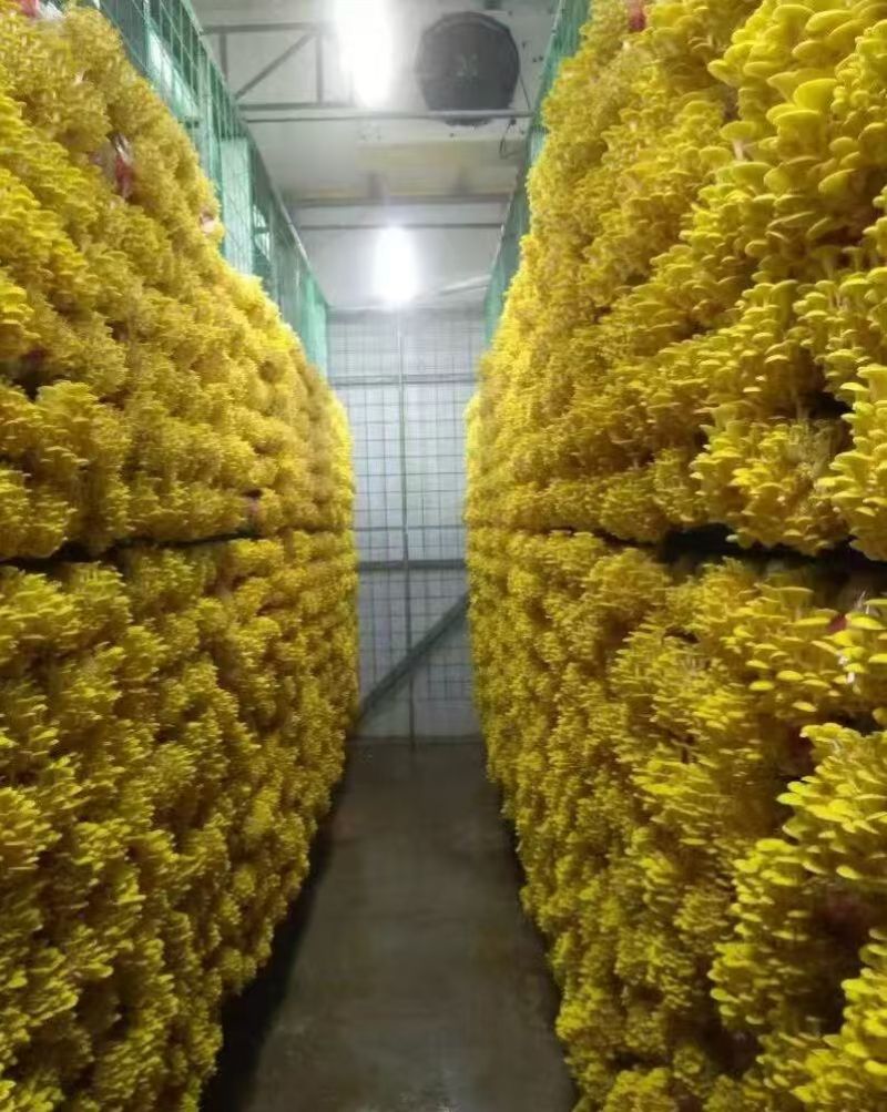 优质榆黄蘑菌包/鸡油菌菌包/方舱出菇包