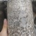 优质榆黄蘑菌包/鸡油菌菌包/方舱出菇包