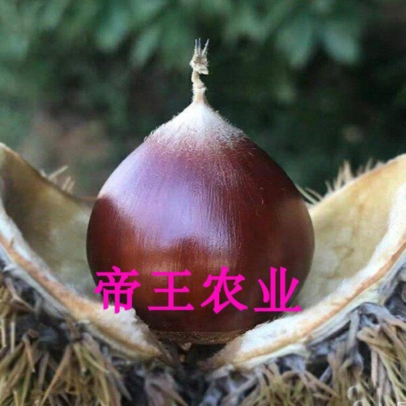 锥栗果树苗尖栗子建瓯锥栗苗