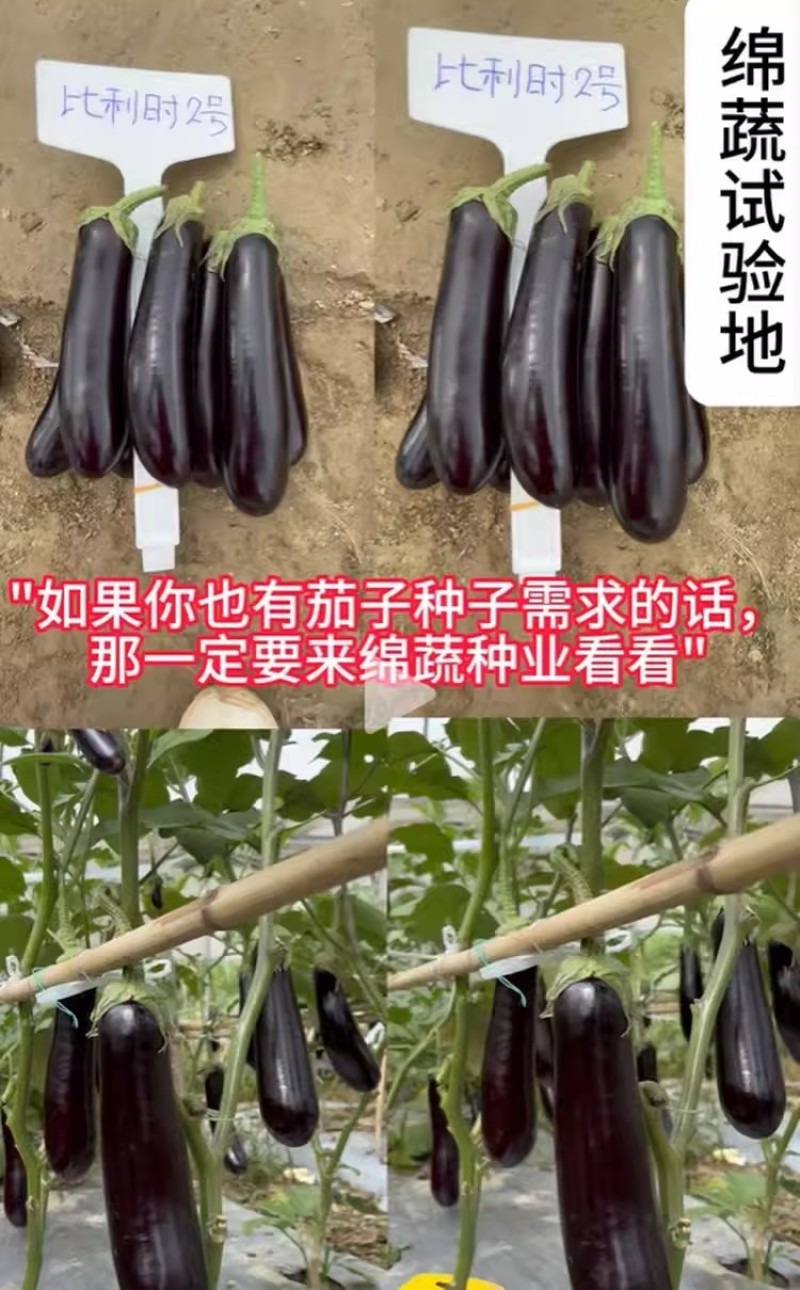 比利时2号绿萼黑茄种子黑油亮粗棒形茄子种籽绿盖绿把黑长茄