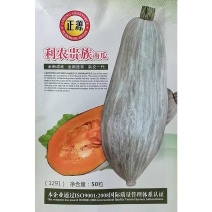 贵族南瓜种子果肉橘红香甜可口杂交板栗蜜本南瓜种籽口感干面