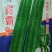 甜霸丝瓜种子优选菱角丝瓜早熟翠绿棱丝瓜种籽八棱丝瓜高产