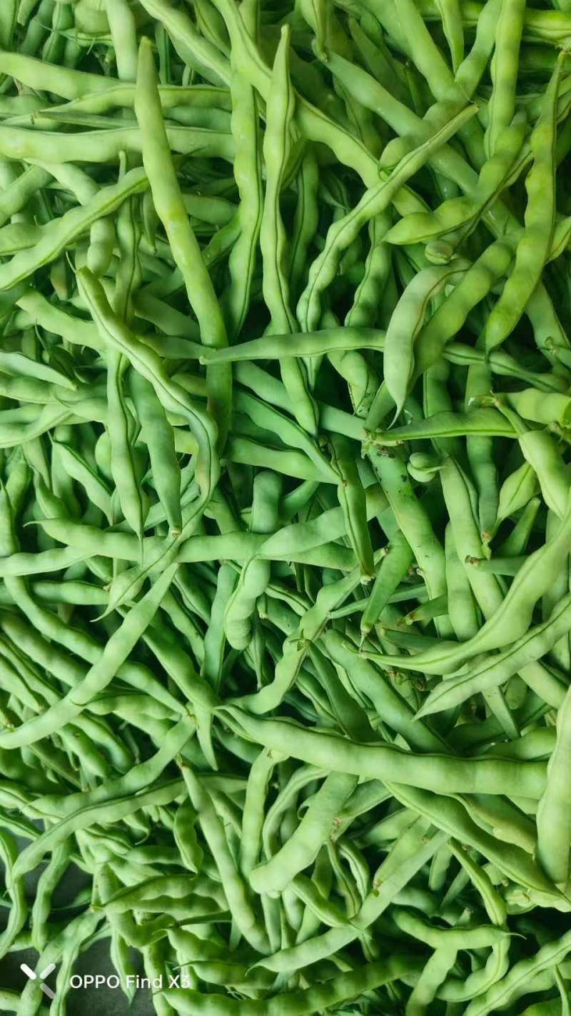 四川架豆王豆角基地一手货源对接电商市场商超