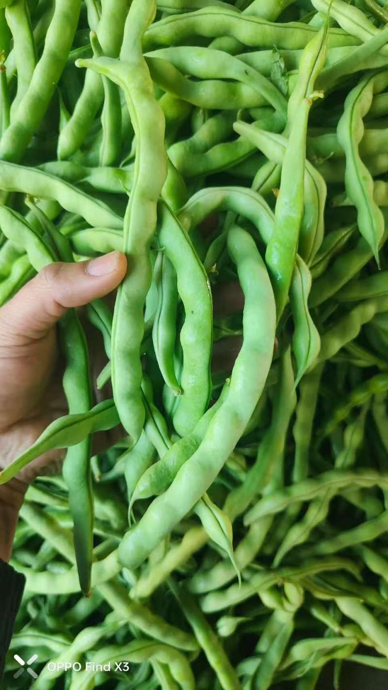 四川架豆王豆角基地一手货源对接电商市场商超