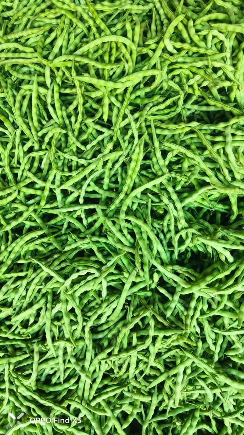四川架豆王豆角基地一手货源对接电商市场商超