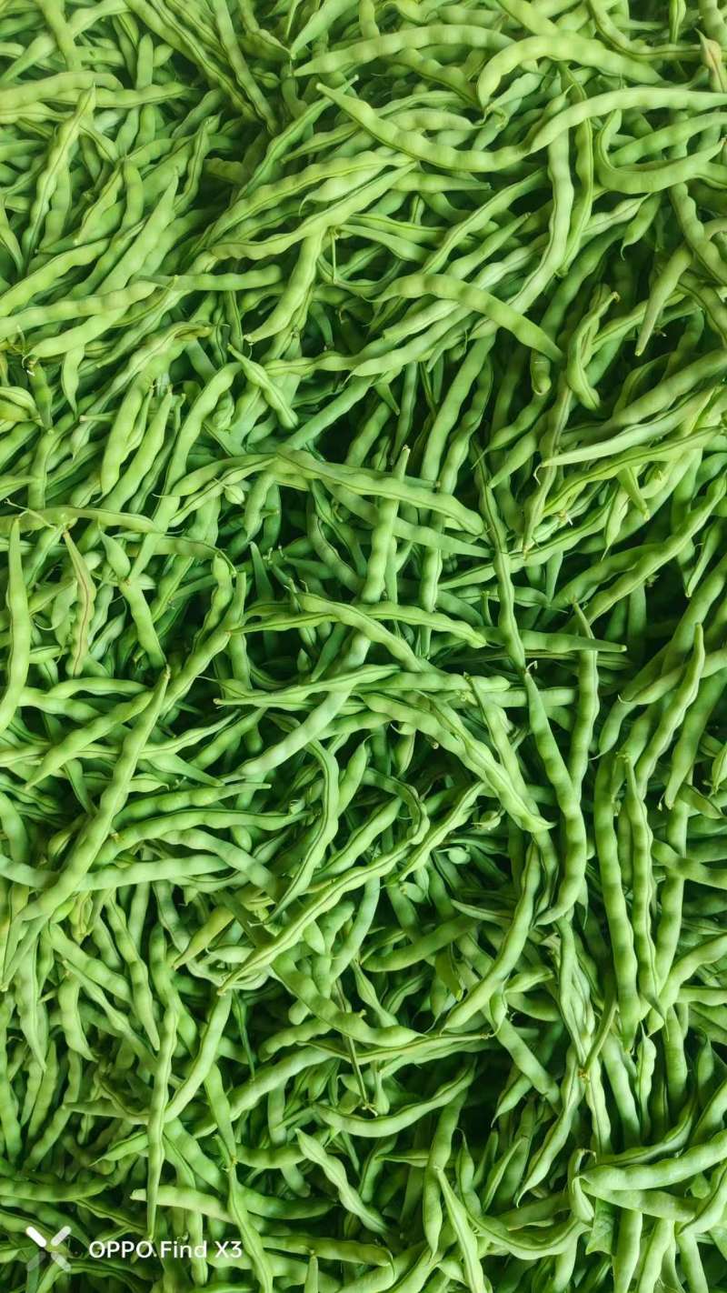 四川架豆王豆角基地一手货源对接电商市场商超