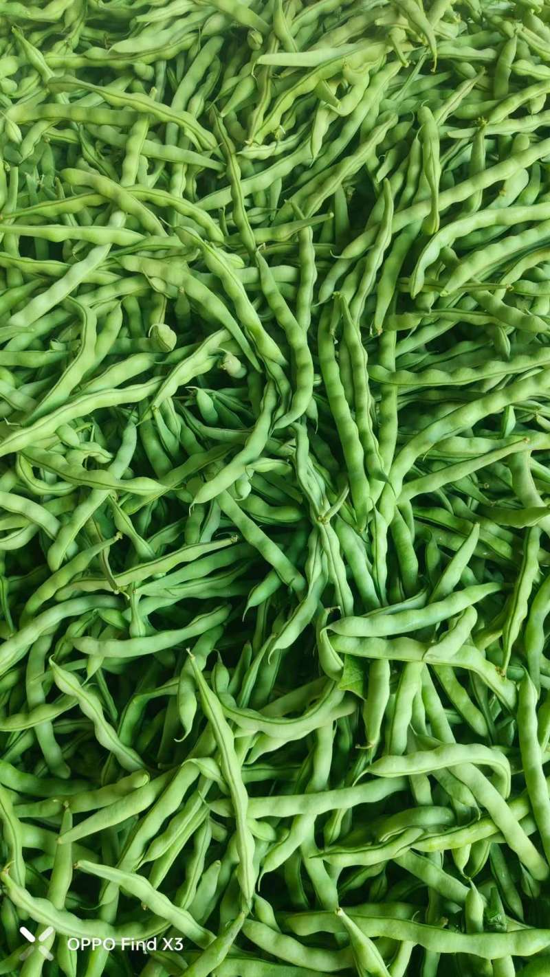 四川架豆王豆角基地一手货源对接电商市场商超