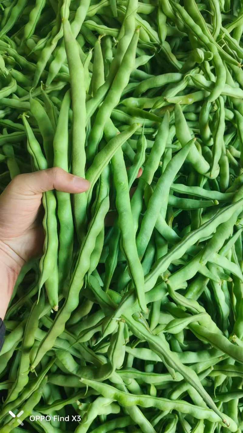 四川架豆王豆角基地一手货源对接电商市场商超