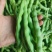 四川架豆王豆角基地一手货源对接电商市场商超