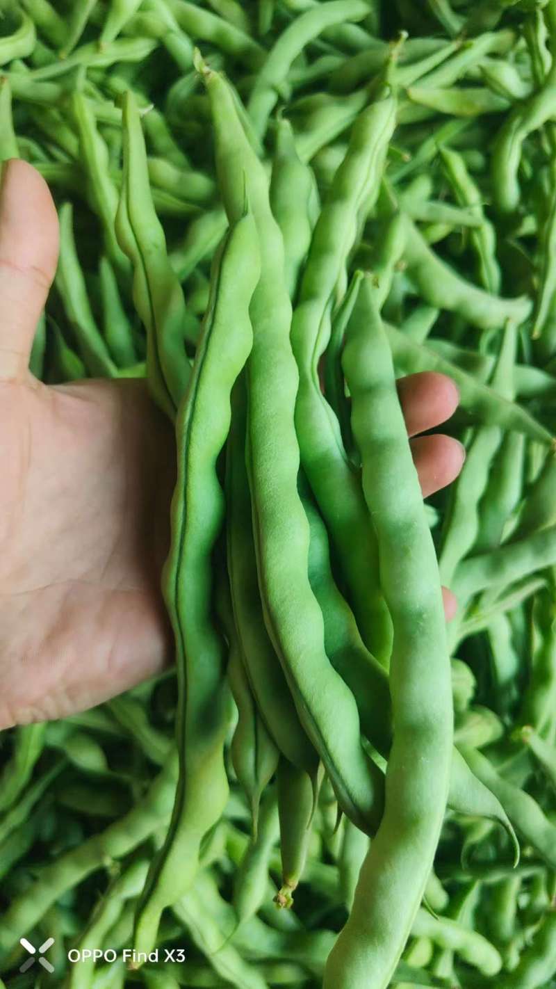 四川架豆王豆角基地一手货源对接电商市场商超