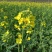 2026新蜜油菜花蜜自家养蜂场大量供应可视频看货