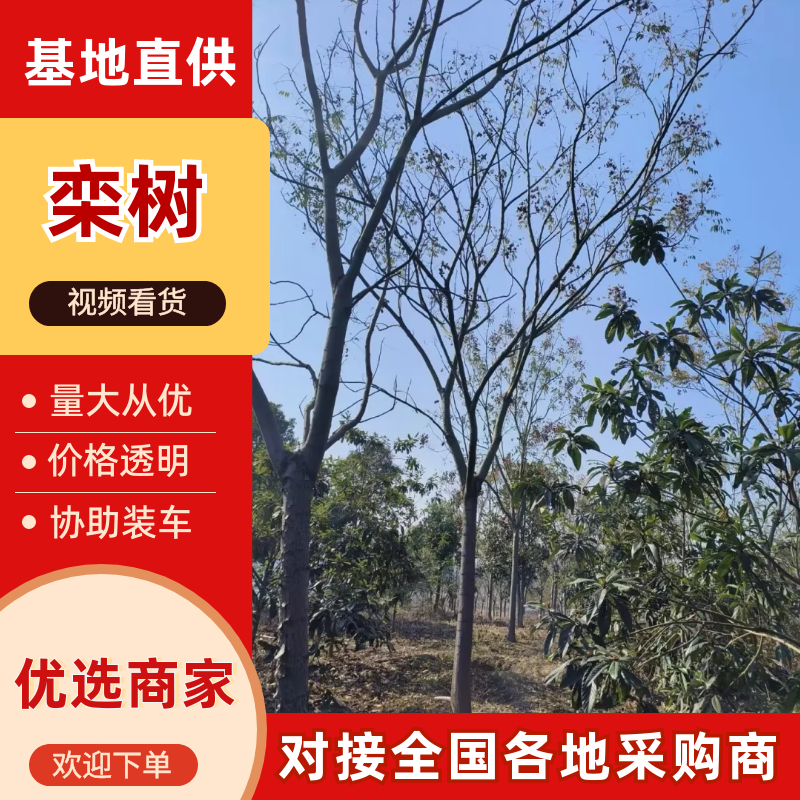 栾树，苗圃长期供应:14~16cm栾量大价格更优惠。