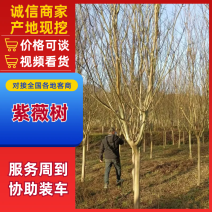 红叶紫薇，长期供应:2公分一、12公分，老板可实地考察。