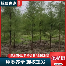 池杉，看货，挖树，量大，价格优惠可开普票欢迎来电订购