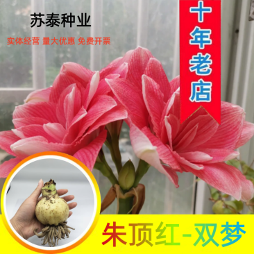 双梦朱顶红种球直径6-7厘米重瓣朱顶红种球