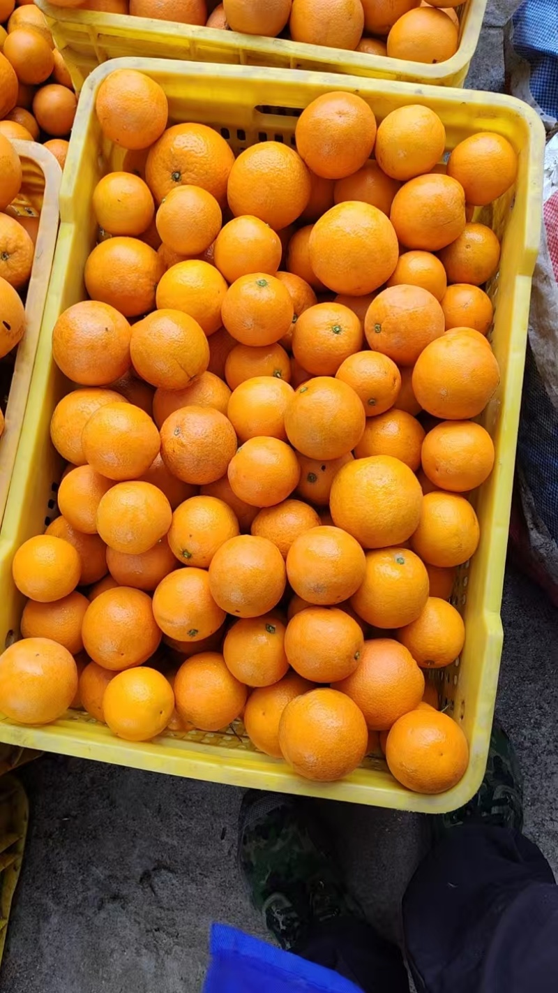 江永夏橙大量上市，货源充足，有市场果、电商果，应有尽有