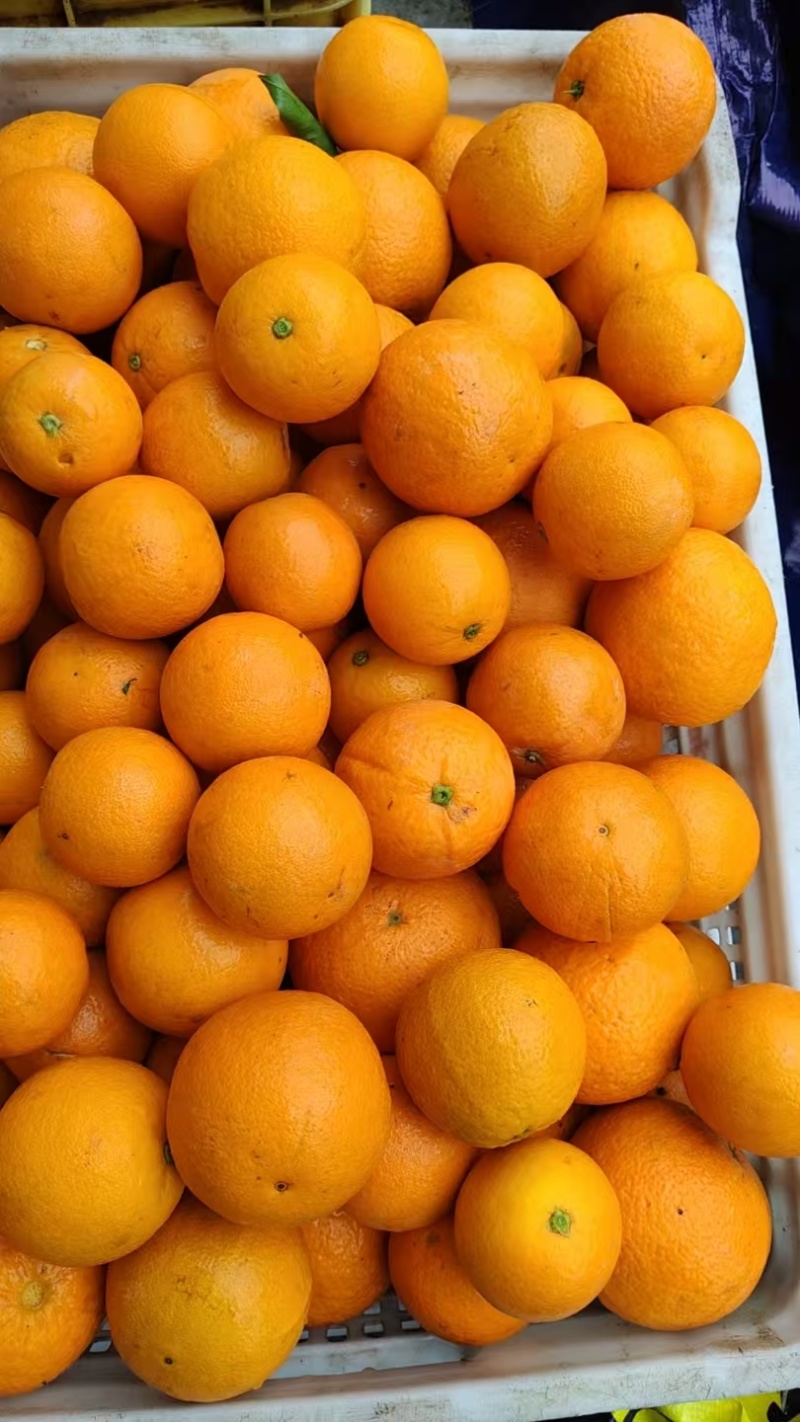 江永夏橙大量上市，货源充足，有市场果、电商果，应有尽有