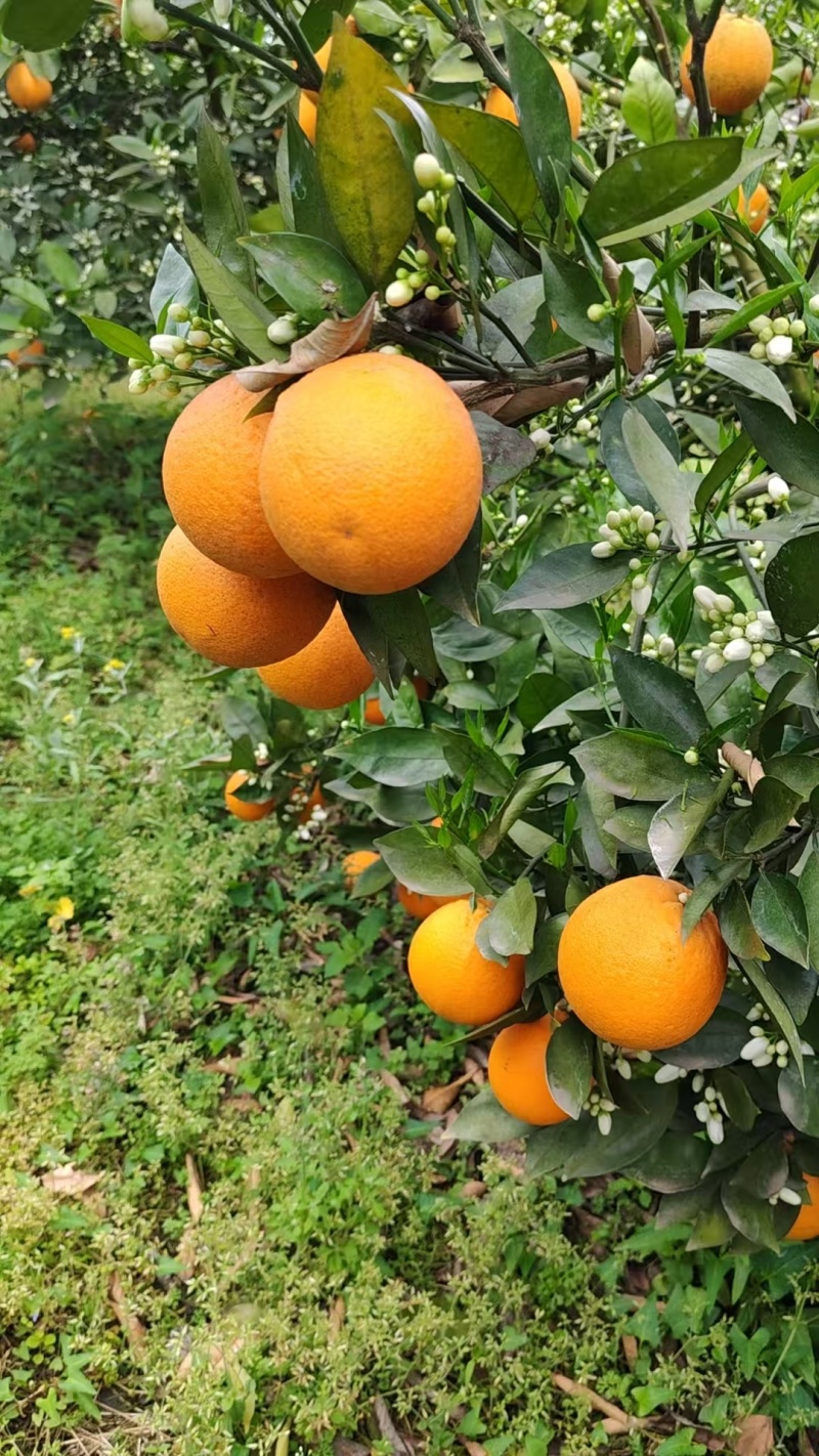 夏橙，大量上市中有电商果、市场果、榨果汁工厂果，应有尽有