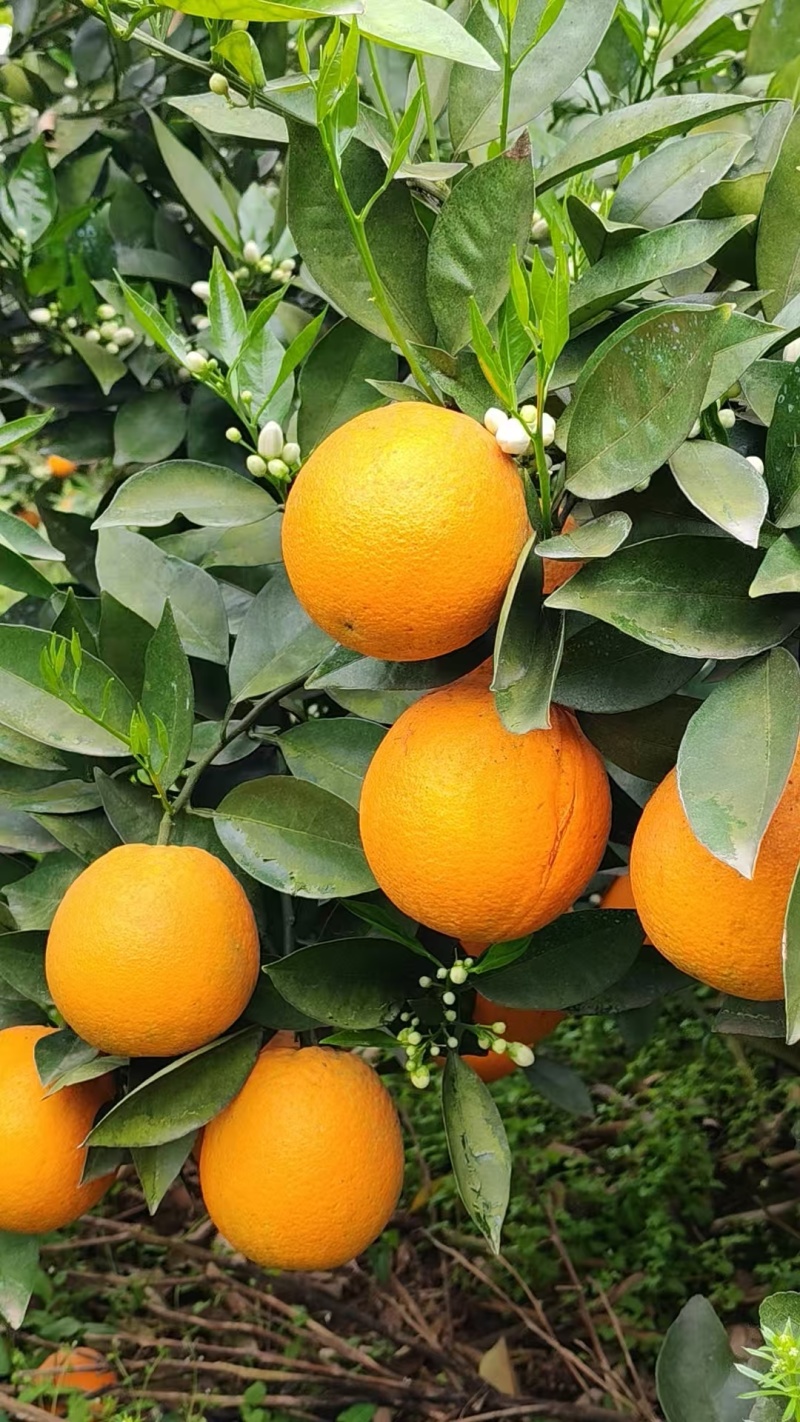 夏橙，大量上市中有电商果、市场果、榨果汁工厂果，应有尽有