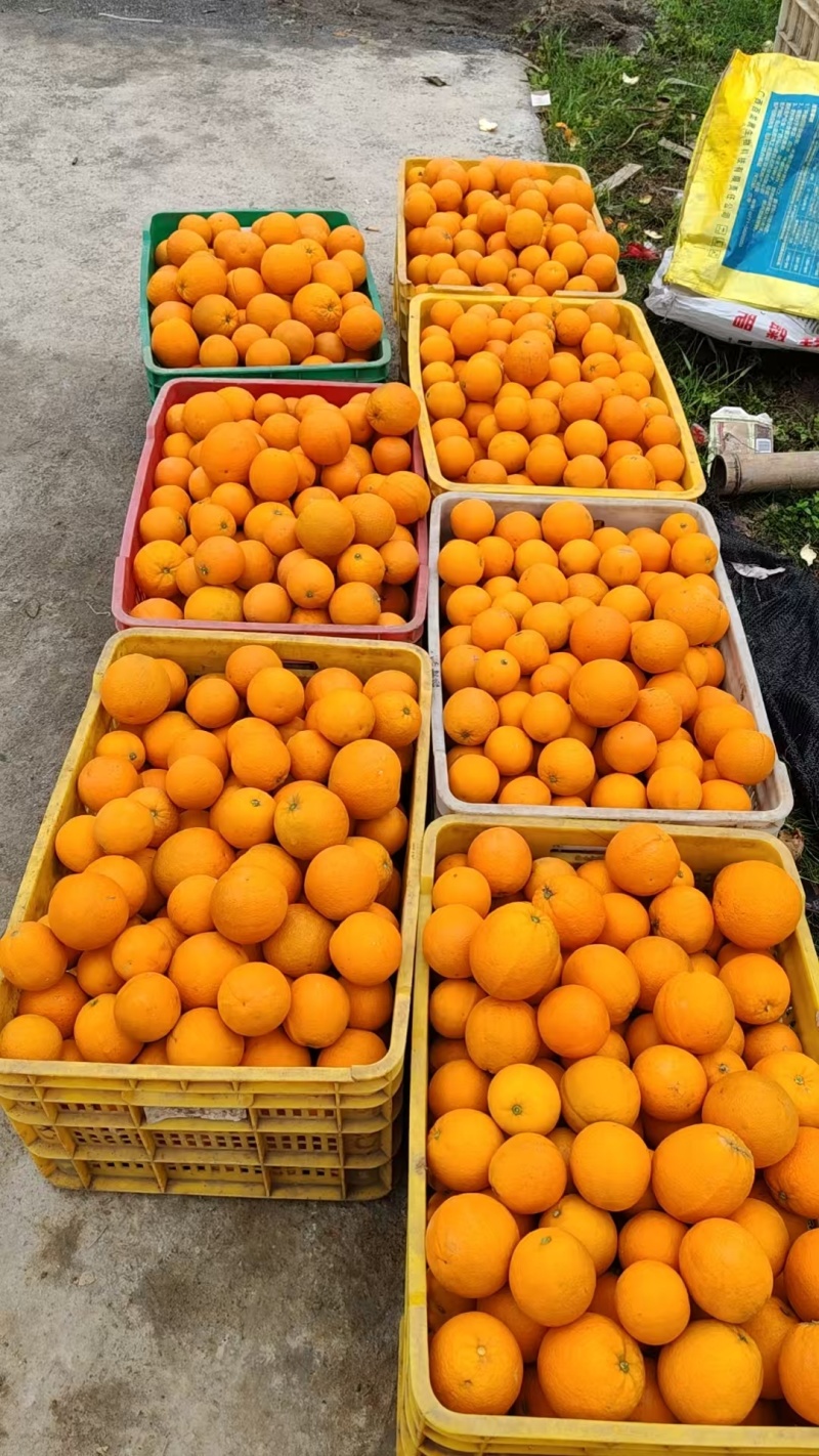夏橙，大量上市中有电商果、市场果、榨果汁工厂果，应有尽有