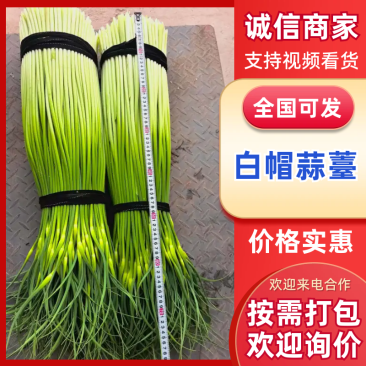 【白帽蒜薹】江苏蒜苔/盐城白帽蒜苔/新鲜现摘现发便宜