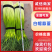 【白帽蒜薹】江苏蒜苔/盐城白帽蒜苔/新鲜现摘现发便宜