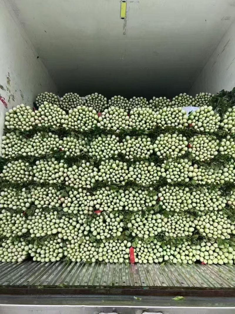 河北中颗芹菜大量供货中，一手货源，产地直发可供加工厂