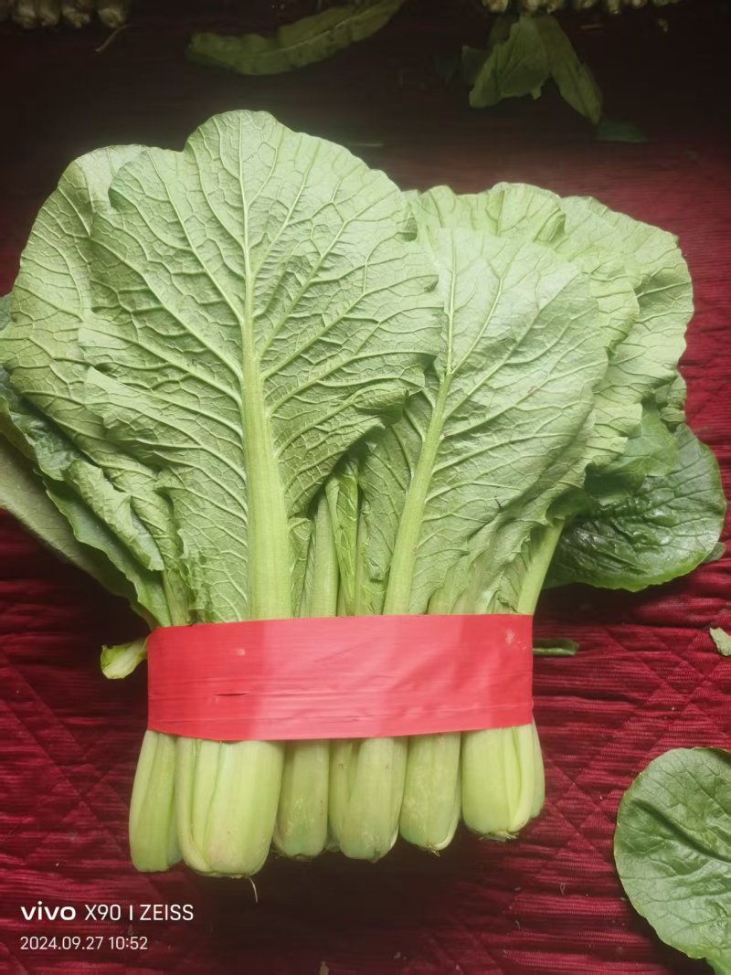 河北精品快菜小白菜，一手货源，货源充足，质量有保障，欢迎