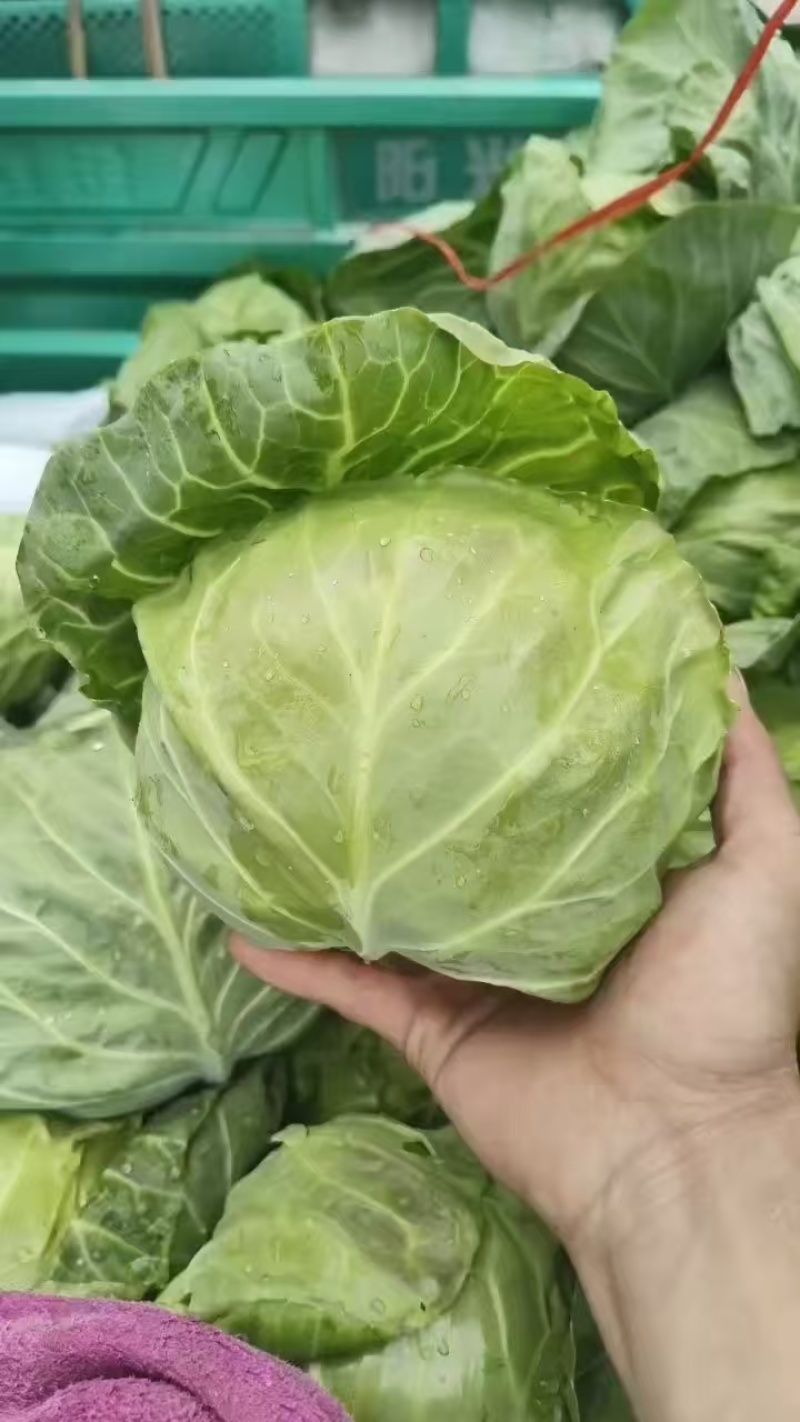 【河北甘蓝】邯郸甘蓝/精选甘蓝/河北圆包菜/电商超市