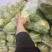 【河北甘蓝】邯郸甘蓝/精选甘蓝/河北圆包菜/电商超市