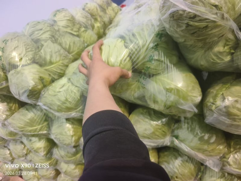 【河北甘蓝】邯郸甘蓝/精选甘蓝/河北圆包菜/电商超市