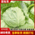 【河北甘蓝】邯郸甘蓝/精选甘蓝/河北圆包菜/电商超市