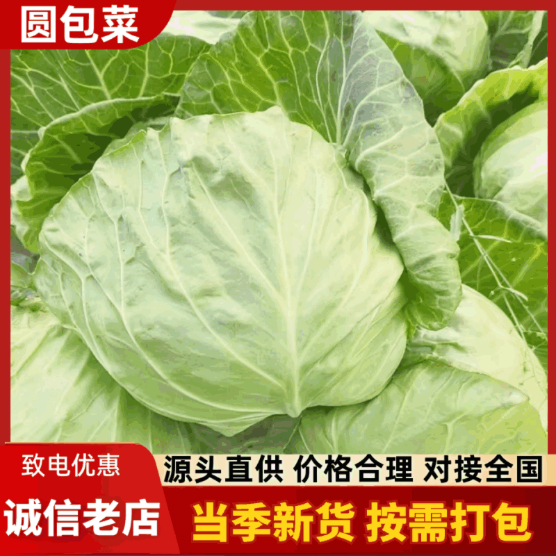 【河北甘蓝】邯郸甘蓝/精选甘蓝/河北圆包菜/电商超市