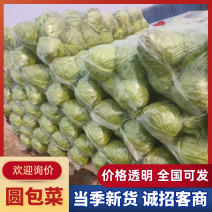 绿甘蓝先包菜牛心菜绿搜搜质量杠杠的，三包质量