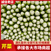 河北中颗芹菜大量供货中，一手货源，产地直发可供加工厂