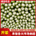 河北中颗芹菜大量供货中，一手货源，产地直发可供加工厂