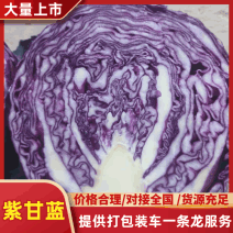 【基地种植】河北紫甘蓝/紫包菜/规格标准可供全国电商超市